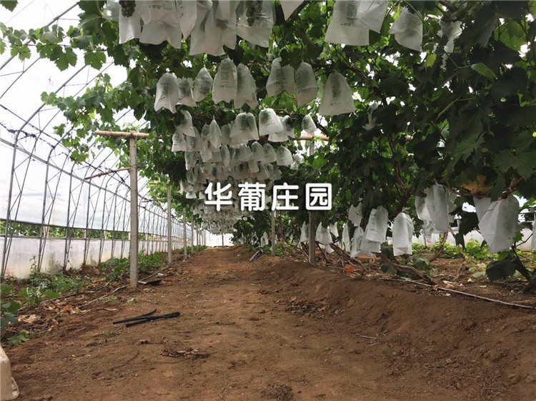 先進(jìn)技術(shù)為全自動(dòng)包裝機(jī)發(fā)展推波助瀾